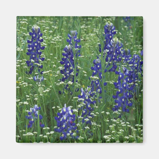 Texas, Lake Buchanan. Texas Bluebonnet and Wild Magnet (Front)