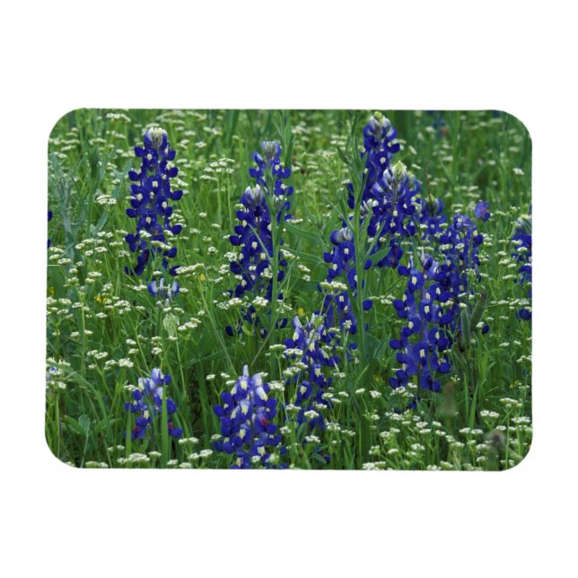 Texas, Lake Buchanan. Texas Bluebonnet and Wild Magnet (Horizontal)