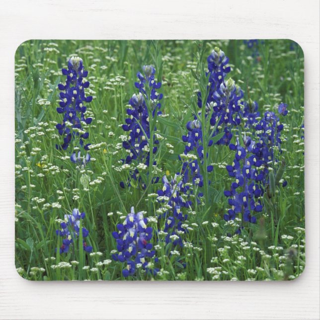 Texas, Lake Buchanan. Texas Bluebonnet and Wild Mouse Mat (Front)