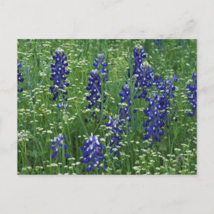 Texas, Lake Buchanan. Texas Bluebonnet and Wild Postcard