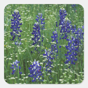 Texas, Lake Buchanan. Texas Bluebonnet and Wild Square Sticker