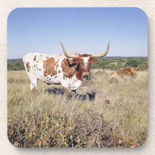Texas Longhorn Breed (photo) Coaster