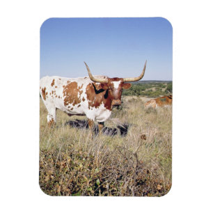 Texas Longhorn Breed (photo) Magnet