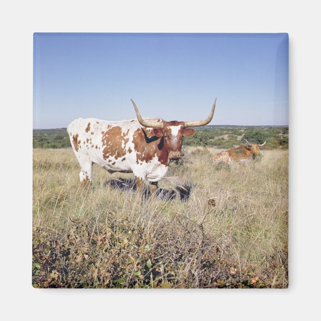 Texas Longhorn Breed (photo) Magnet (Front)