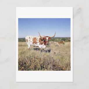 Texas Longhorn Breed (photo) Postcard