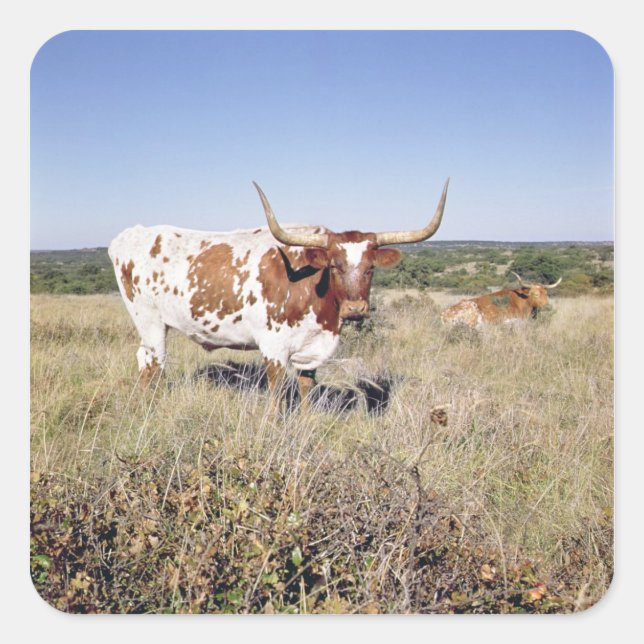 Texas Longhorn Breed (photo) Square Sticker (Front)