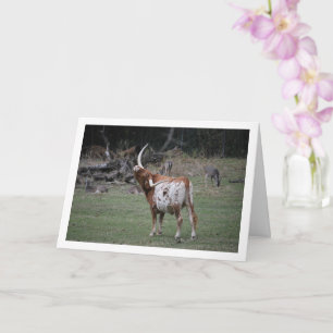 Texas Longhorn Cattle Card