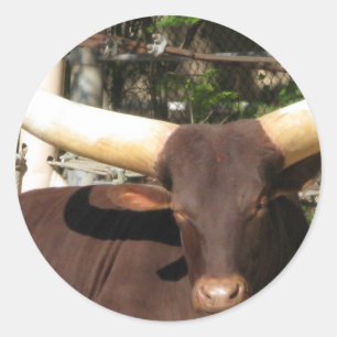 Texas Longhorn cattle Classic Round Sticker