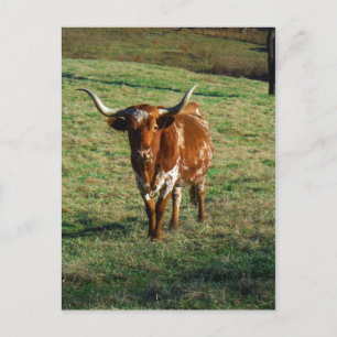 Texas Longhorn Cattle Cow  Photo Rustic Postcard