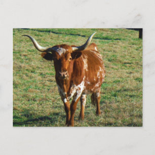 Texas Longhorn Cattle Cow  Photo Rustic Postcard