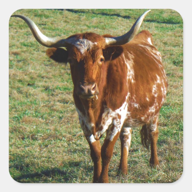 Texas Longhorn Cattle Cow  Photo Rustic Square Sticker (Front)