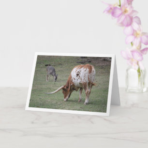 Texas Longhorn Cattle Grazing Card