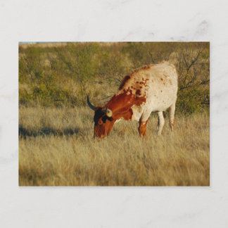 Texas Longhorn Cattle Postcard