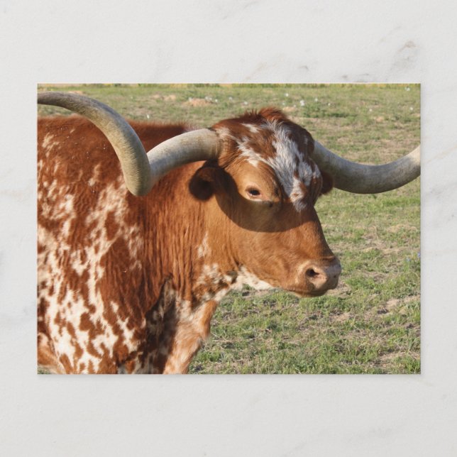 Texas Longhorn Closeup Postcard (Front)