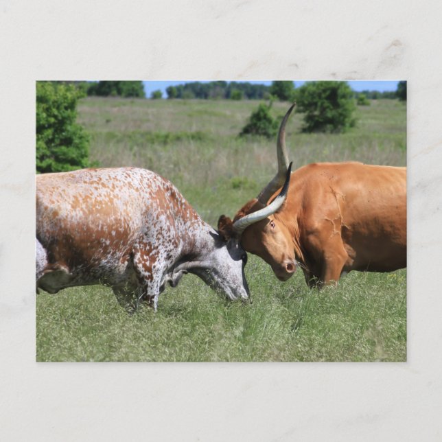 Texas Longhorn Cow Fight Postcard (Front)
