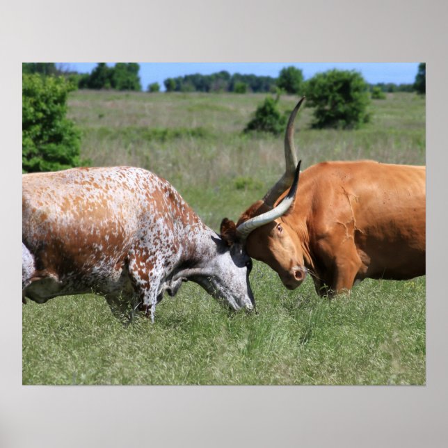 Texas Longhorn Cow Fight Poster (Front)