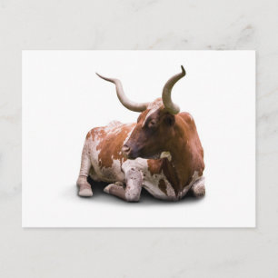 Texas Longhorn Postcard