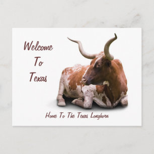 Texas Longhorn Postcard