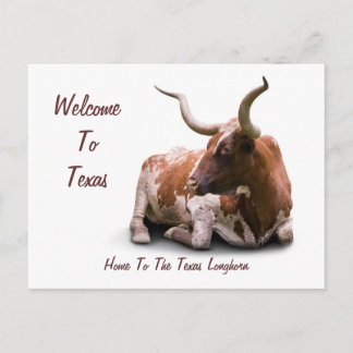Texas Longhorn Postcard