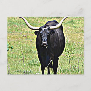Texas Longhorn Postcard