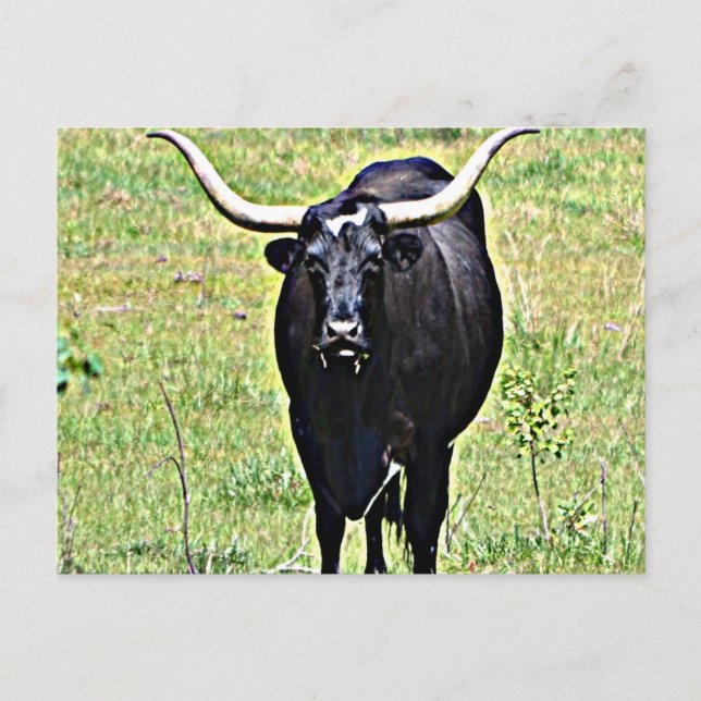 Texas Longhorn Postcard (Front)