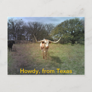 Texas Longhorn - Postcard