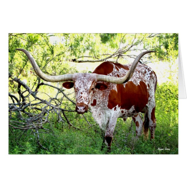 Texas Longhorn Steer (Front Horizontal)