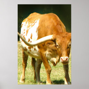 Texas Longhorn Up Close Poster