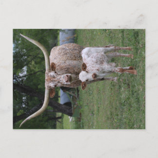 Texas Longhorns Postcard