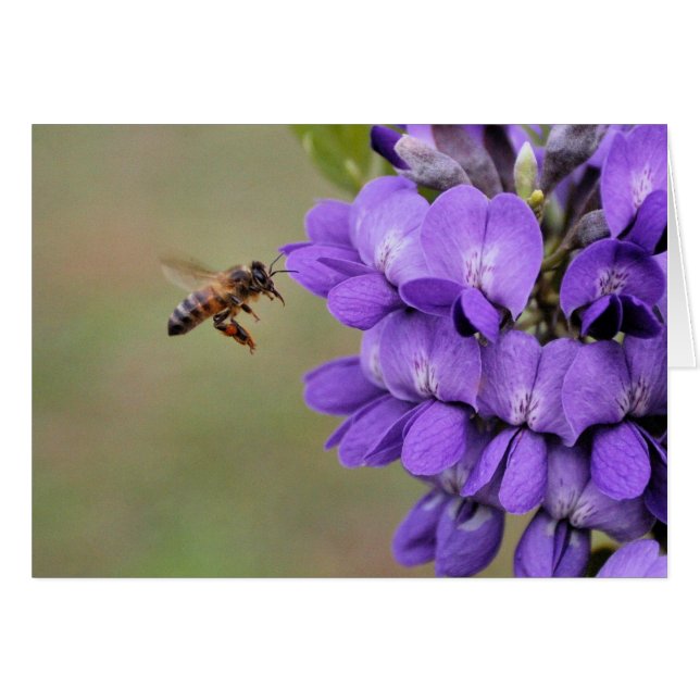 Texas Mountain Laurel (Front Horizontal)