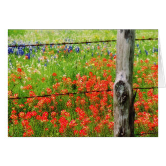 Texas Paintbrush behind Barbed WIre Fence