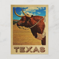 Texas Postcard Bull Vintage Travel Cattle Ranch