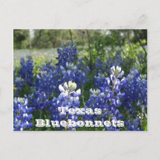 Texas postcards! postcard