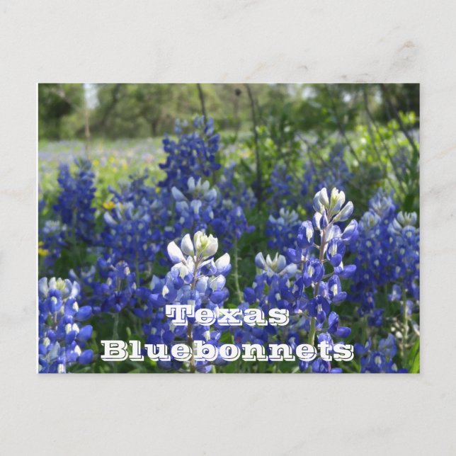 Texas postcards! postcard (Front)