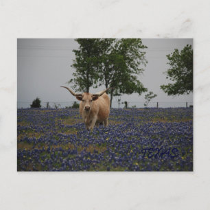 Texas Royalty Postcard