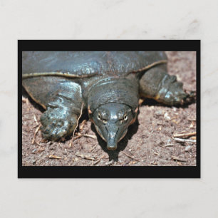Texas spiny softshell turtle postcard