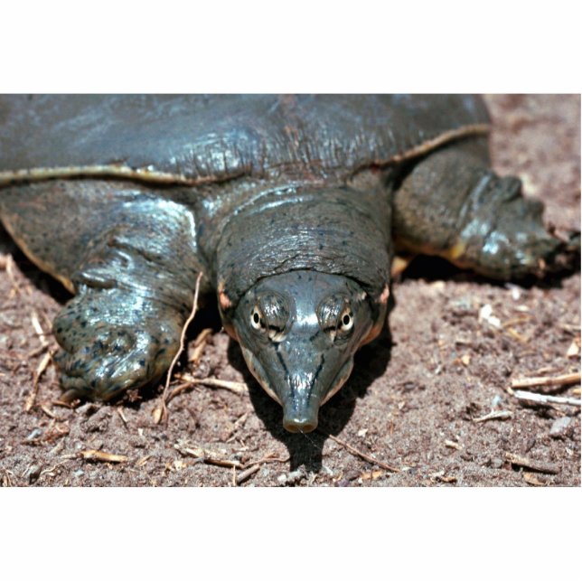 Texas spiny softshell turtle standing photo sculpture (Front)