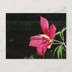 Texas Star Hibiscus Postcard