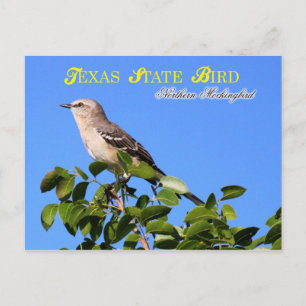 Texas State Bird - Northern Mockingbird Postcard