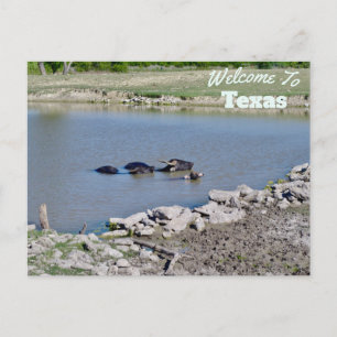 Texas State Postcard