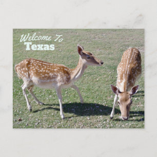 Texas State Postcard