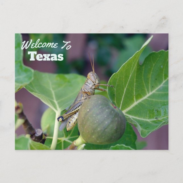 Texas State Postcard (Front)