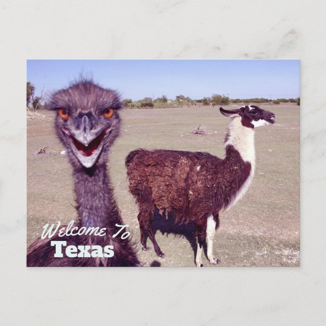 Texas State Postcard (Front)