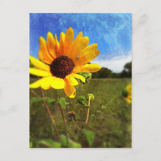Texas Sunflowers by Jill Postcard (Front)