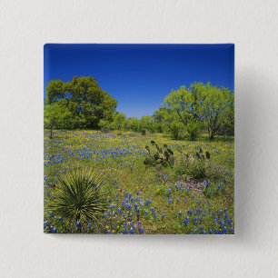 Texas, Texas Hill Country, Low bladderpod, 15 Cm Square Badge