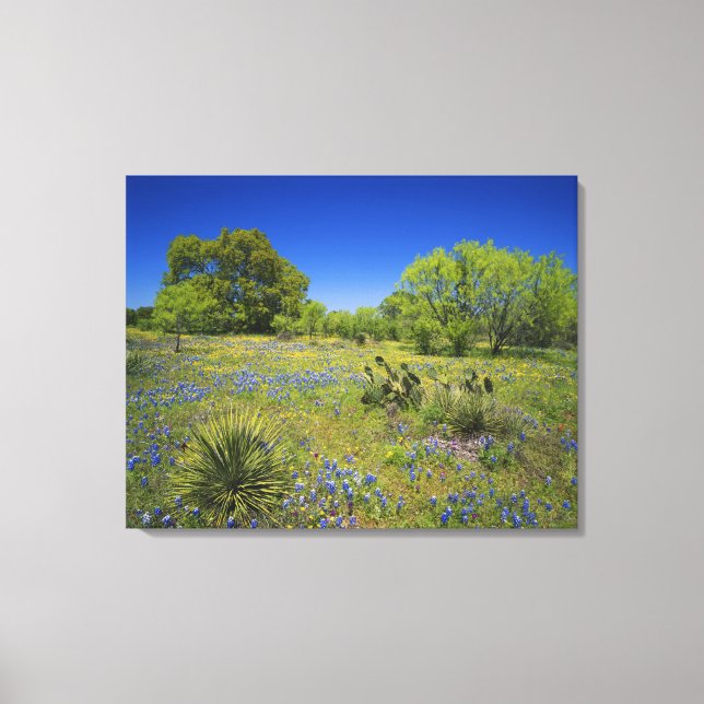 Texas, Texas Hill Country, Low bladderpod, Canvas Print (Front)