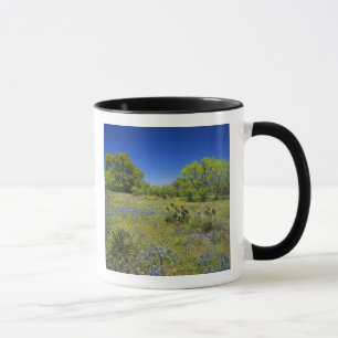 Texas, Texas Hill Country, Low bladderpod, Mug