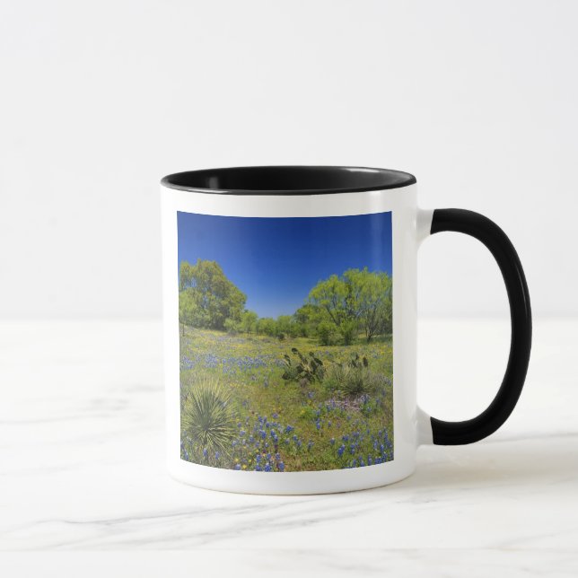 Texas, Texas Hill Country, Low bladderpod, Mug (Right)