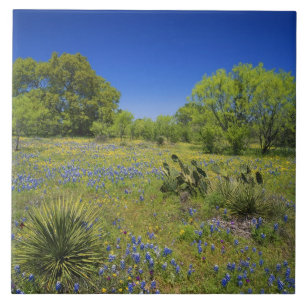 Texas, Texas Hill Country, Low bladderpod, Tile