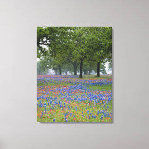 Texas, Texas Hill Country, Texas Paintbrush and Canvas Print